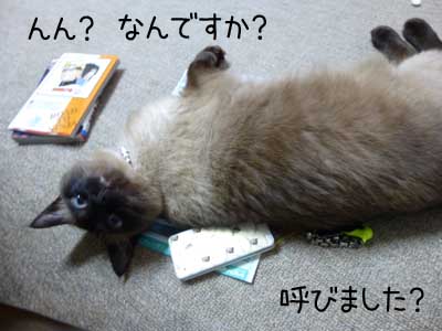 ちらし１.JPG