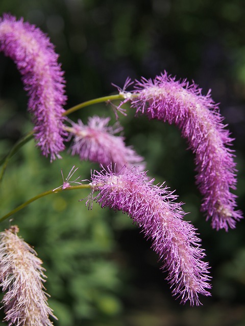 P7200251.jpg