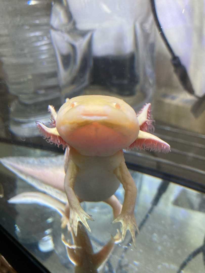 本日のウパルパちゃん ウーパールーパーに癒されて 楽天ブログ