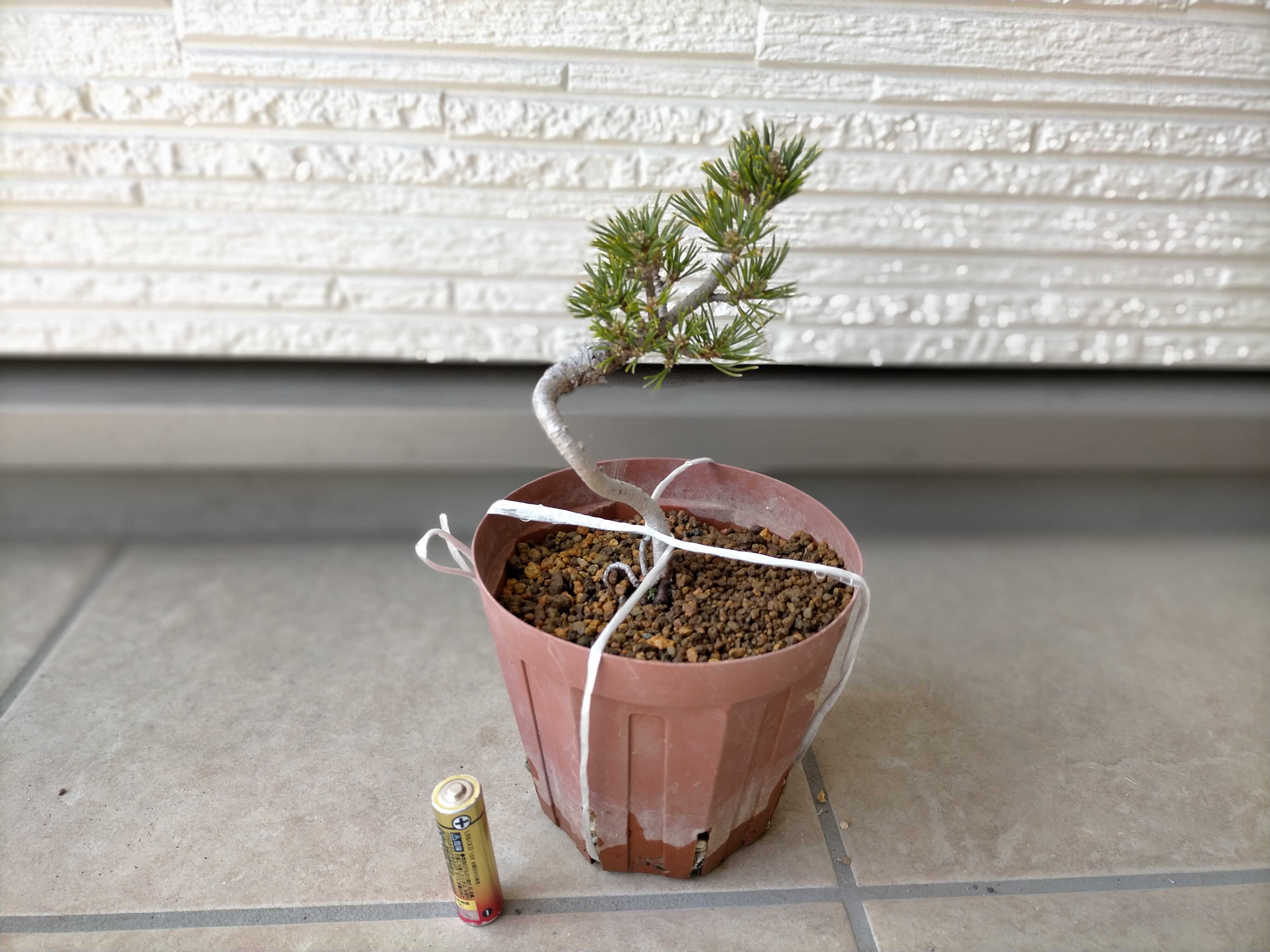 五葉松 落札品の片割れを植え替えする 盆栽もどきとその他いろいろさまざま 楽天ブログ 五葉松 落札品の片割れを植え替えする 盆栽もどきとその他いろいろさまざま 楽天ブログ