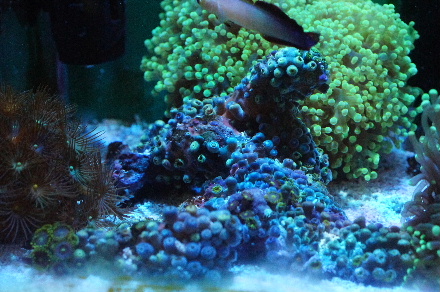 2014_011030cmｶｸﾚ､ｱｹﾎﾞﾉ0004.JPG
