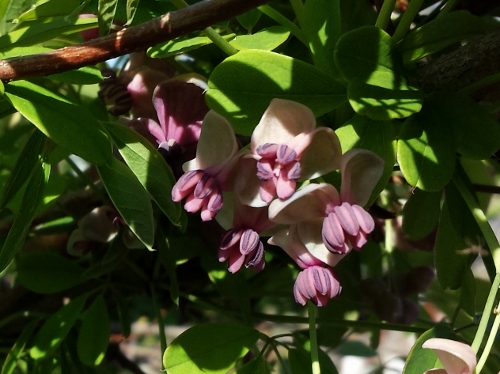 20150426_155536 (500x374).jpg