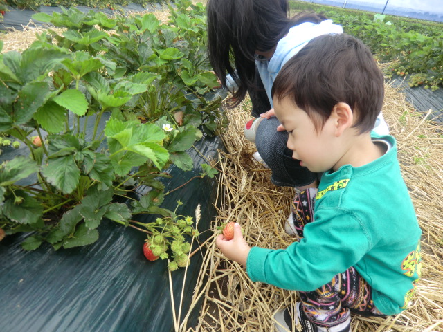 いちご狩り2