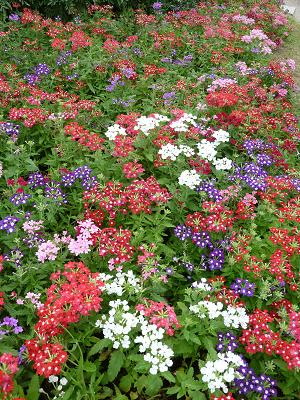 花７