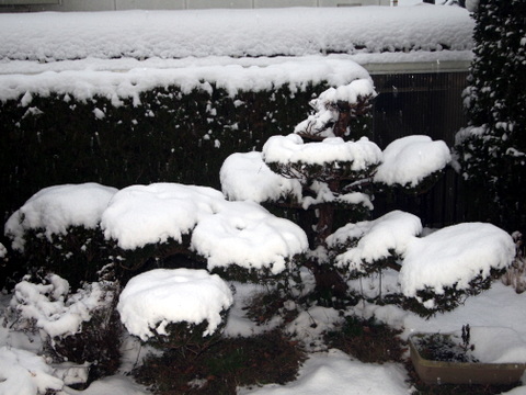 今朝の雪-5