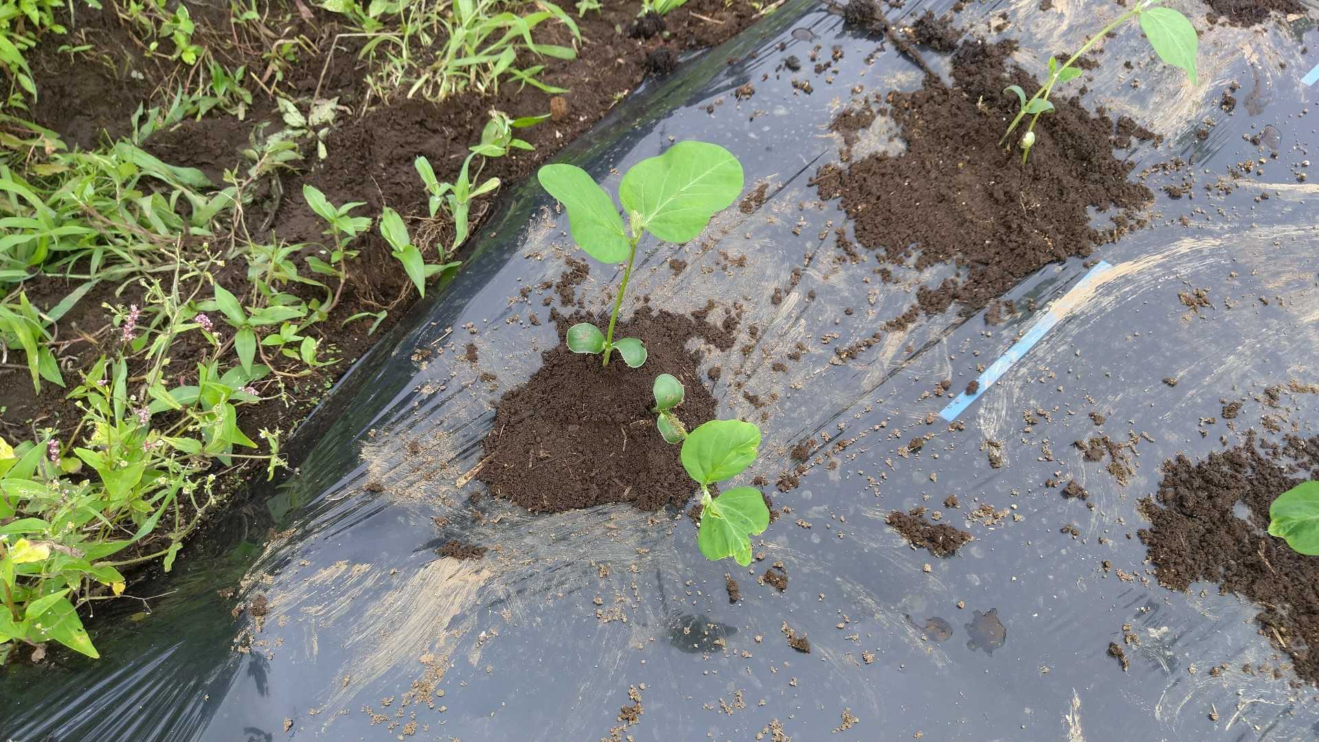 毛豆 枝豆 の植え付け 二本立て エコの実 ほったらかし野菜作りと知恵袋 楽天ブログ