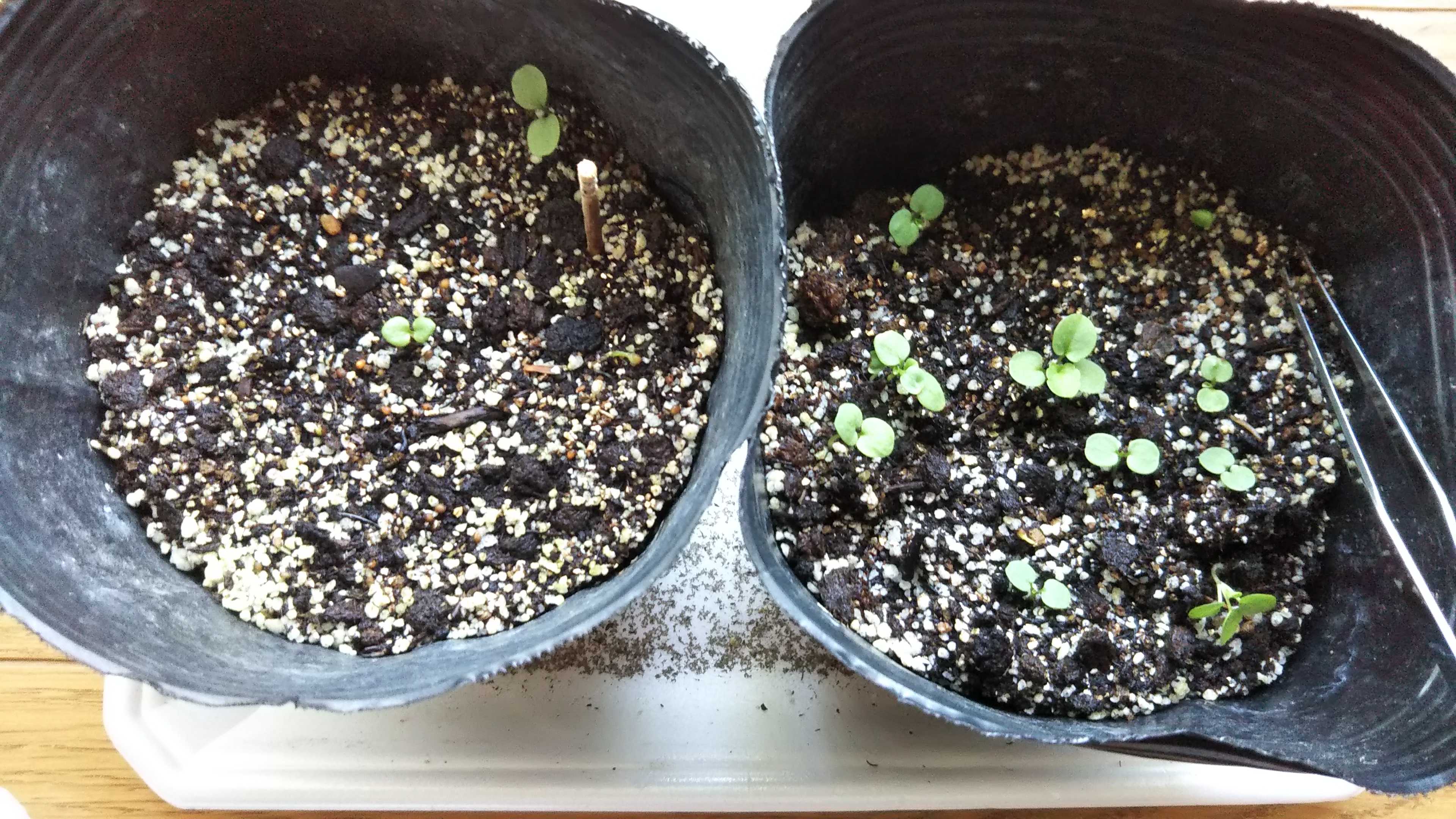 パンジー ビオラ種まき第１弾を６cmポットへ シェードガーデンと猫 楽天ブログ