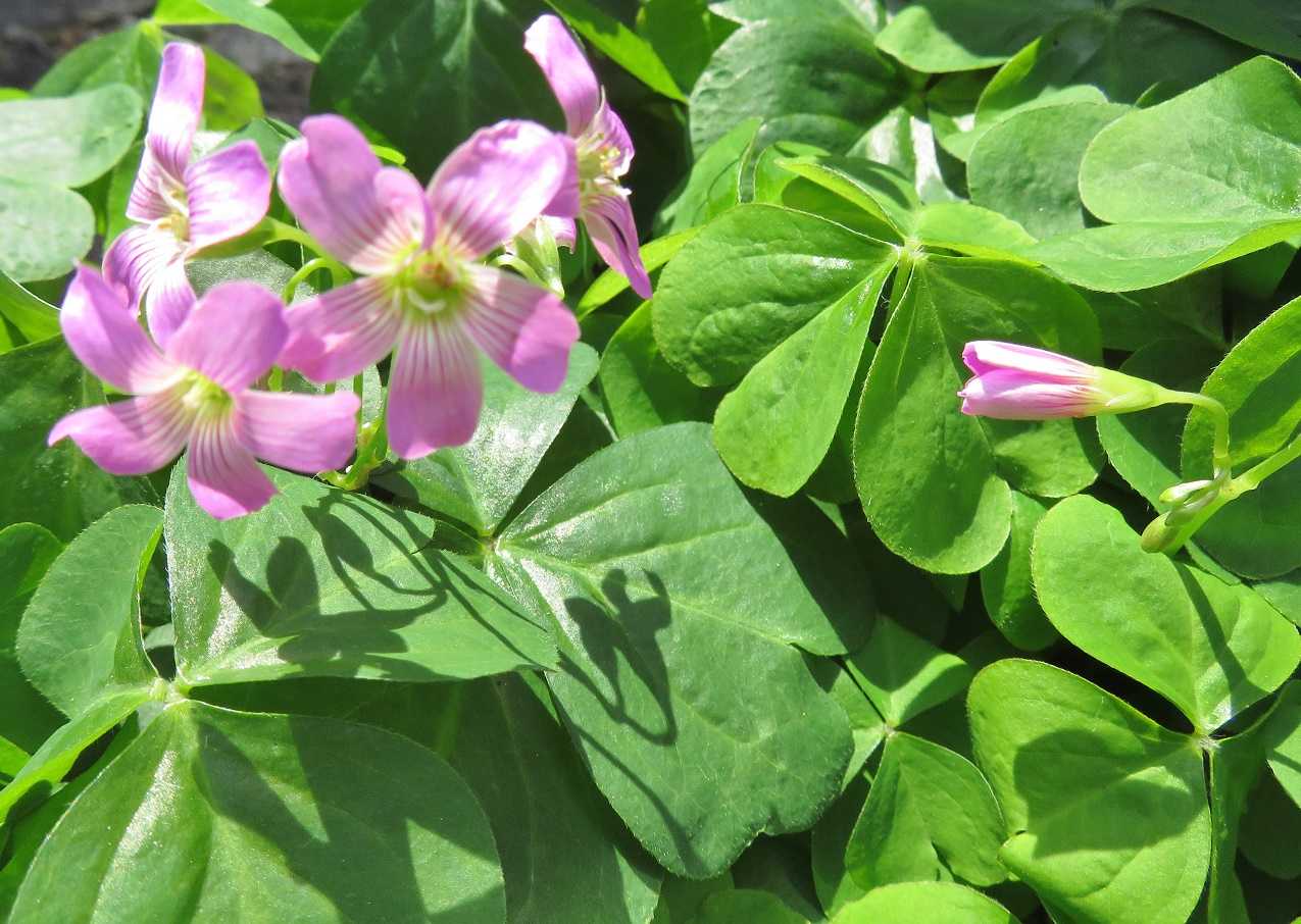 新型コロナ35都府県で過去最多 花はムラサキカタバミ だい のひとりごと 楽天ブログ