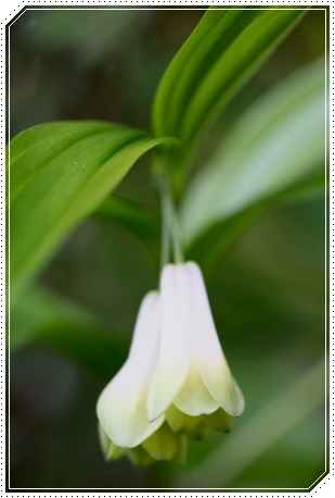 樹木公園-23 ホウチャクソウ 13.4.28