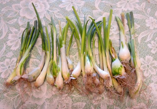 九条ネギの干しネギを植えてみました 幸せの積み木 楽天ブログ 九条ネギの干しネギを植えてみました 幸せの積み木 楽天ブログ