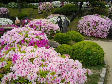 相楽園のツツジ