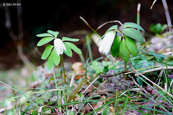 アズマイチゲ（東一華、キンポウゲ科）