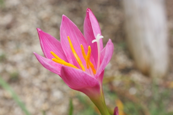 2016060406.JPG