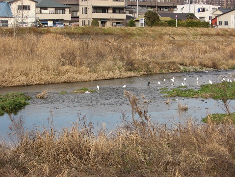 鷺.jpg