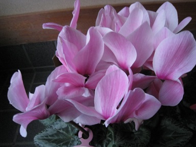 IMG_8700 縮小 - コピー.jpg