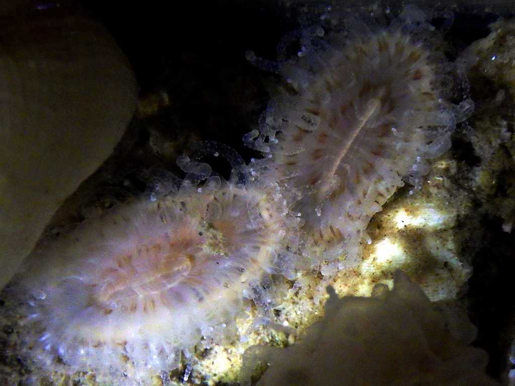 クサビセンスガイ属の一種（Truncatoflabellum sp.）1　深海性サンゴ　四国産