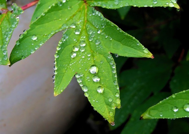 雫