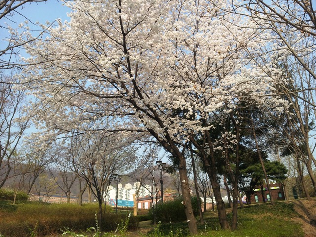 20140402 sakura at ex seodaemun jail.jpg
