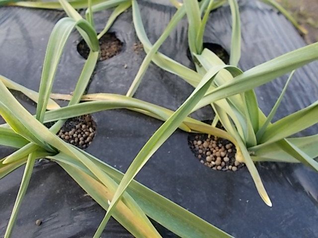 にんにくの追肥 青パパイヤと家庭菜園日記 楽天ブログ