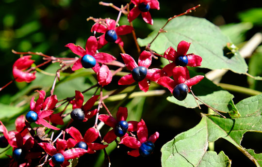 DSCF9666.jpg