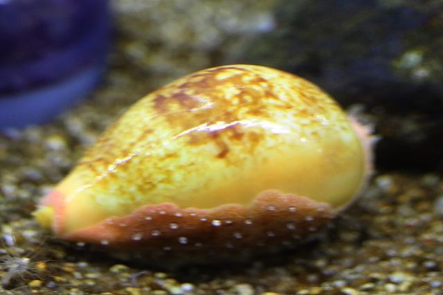 ニッポンダカラ | ワールドシェルズ日記 - 楽天ブログ