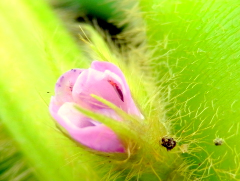 黒豆の花・拡大