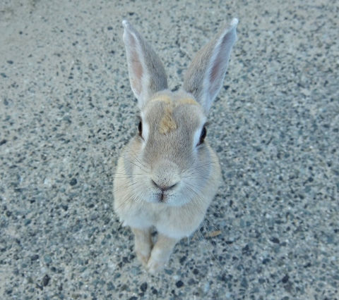 うさぎ島 大久野島 rabbit island bunny　毒ガス