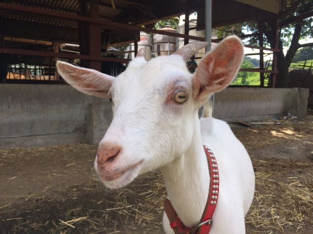 まつだ牧場 山羊 やぎ ヤギ 定年退職したら ヤギを飼うぞ レッツ Goat 楽天ブログ