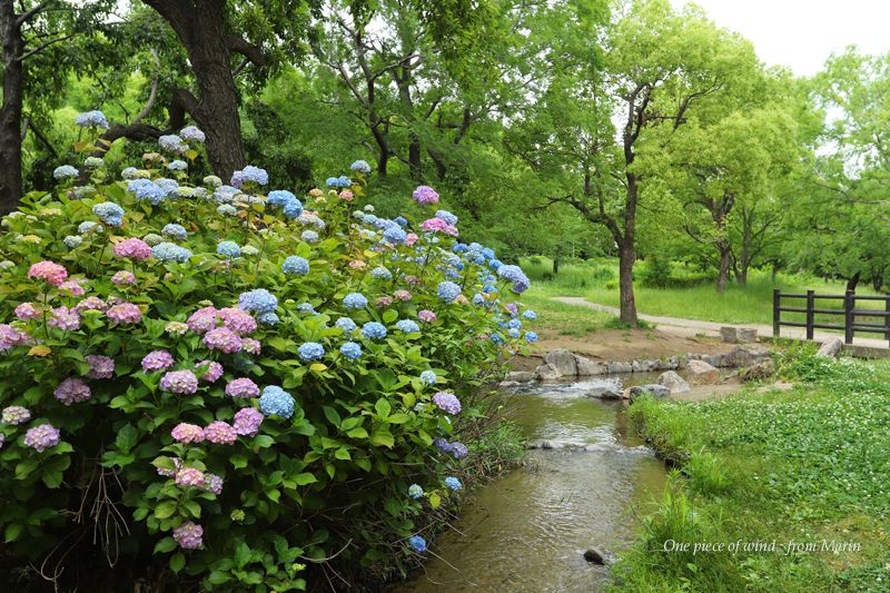 緑のせせらぎで咲く紫陽花たち ひとひらの風 楽天ブログ