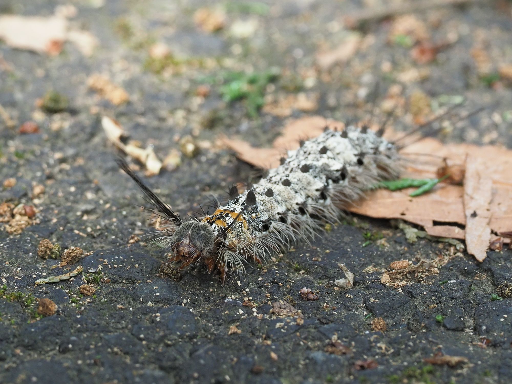 カシワマイマイとマイマイガの幼虫 瀧ノ池 花鳥風枝 楽天ブログ