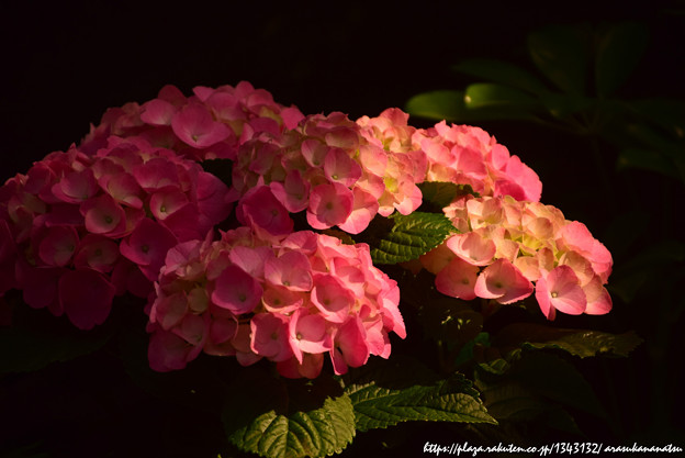 ということで紫陽花を撮ってきました その6 | 今日の予定 - 楽天ブログ