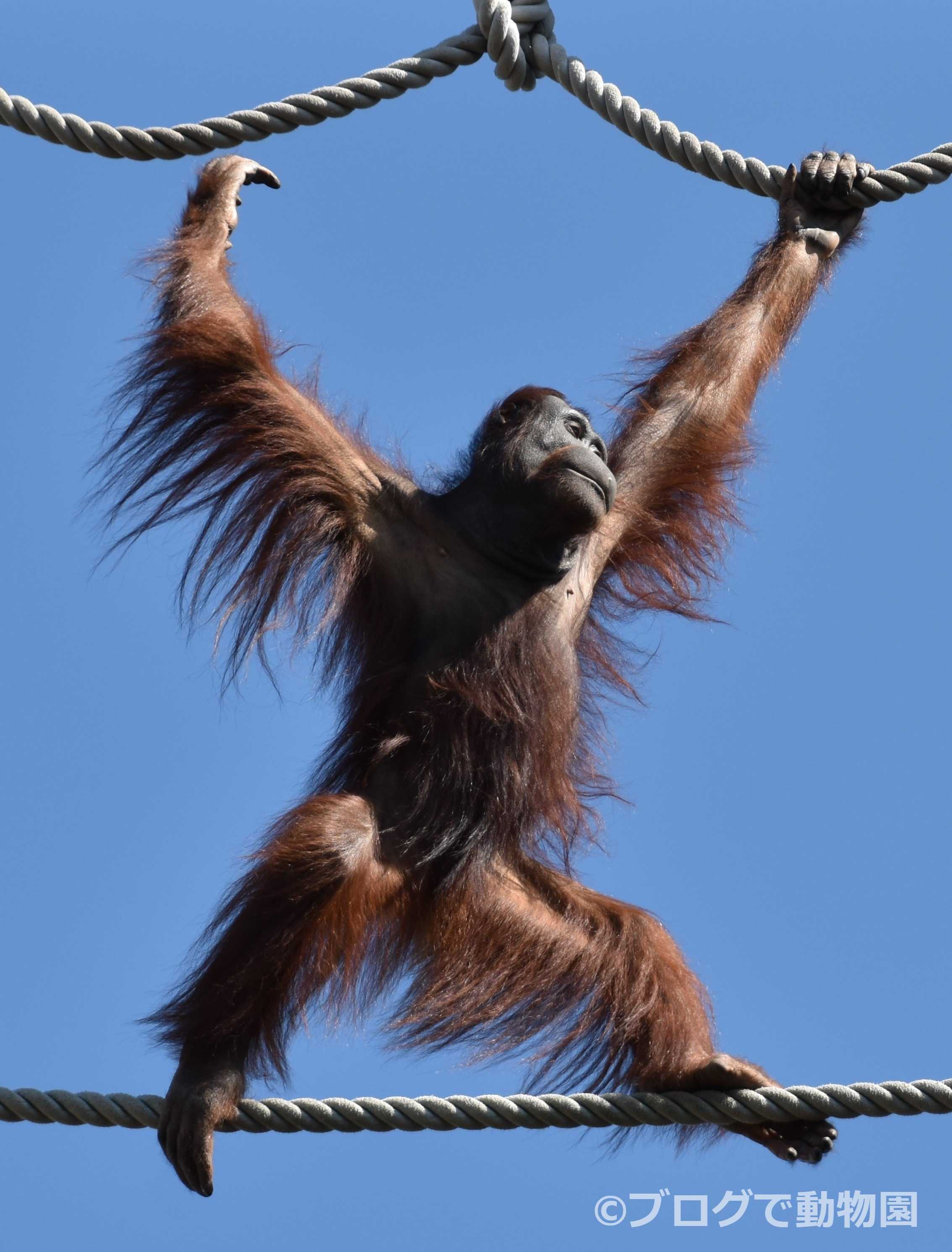 ボルネオオランウータン ブログで動物園 楽天ブログ