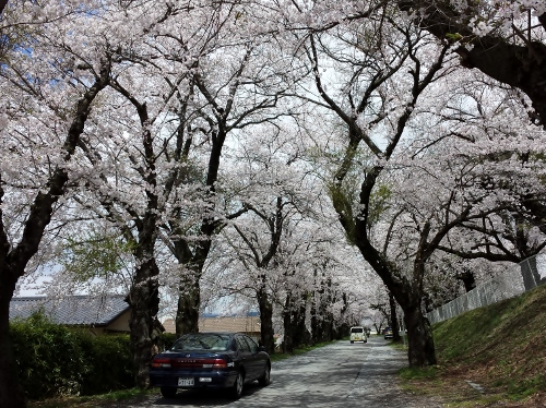 20150421_114427 (500x374).jpg
