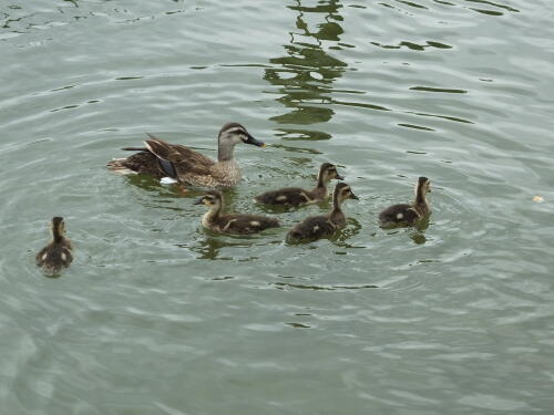 小池公園にて