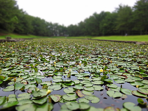 IMG_1467.jpg