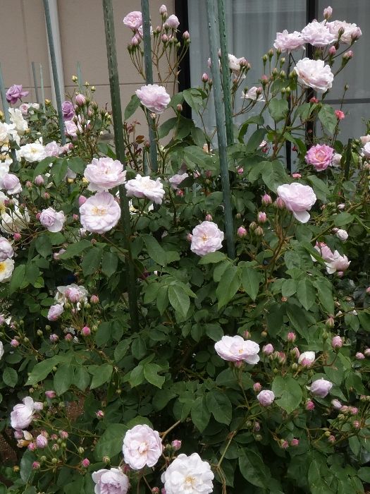 バラの初開花は クリスティアーナ はじめ14品種 やはり弁先が傷んでます バラの美と香りを求めて 楽天ブログ