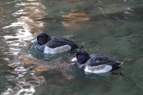 洗足池の野鳥