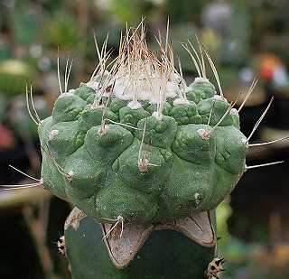 菊水綴化と菊水モンストなど | ☆ガマンマの ニク・サボ栽培☆ - 楽天