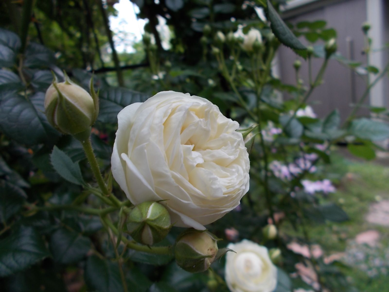アルテミス 品種紹介 バラを咲かせることが好き 楽天ブログ