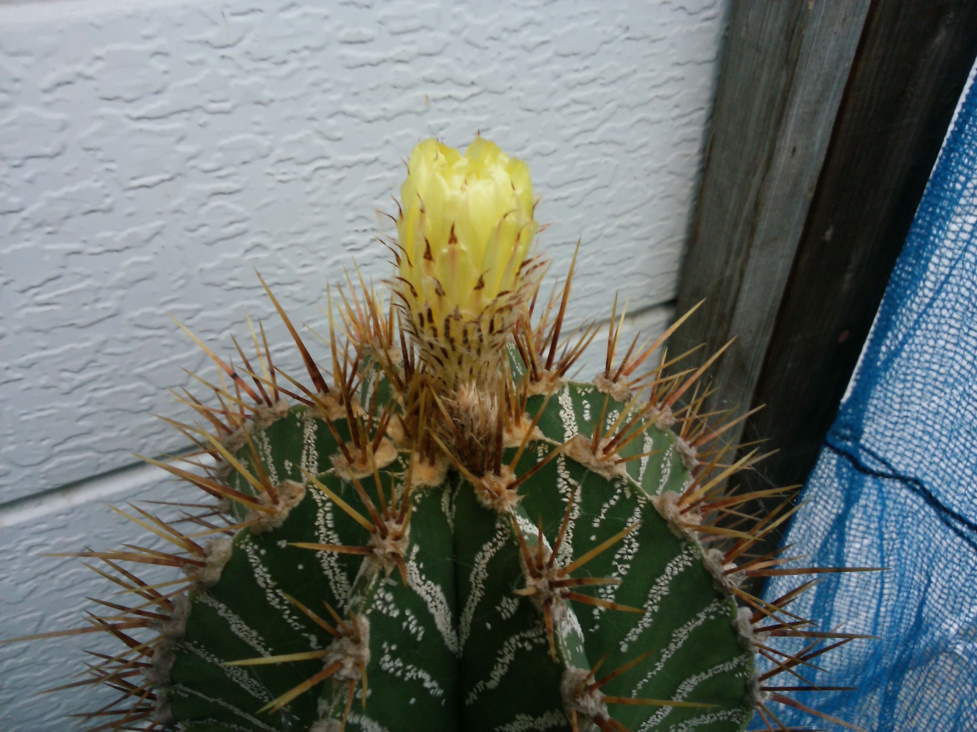 今年最期のサボ花 かな さぼてん日和 楽天ブログ