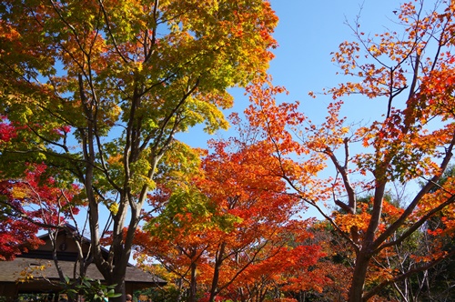 日本庭園にて