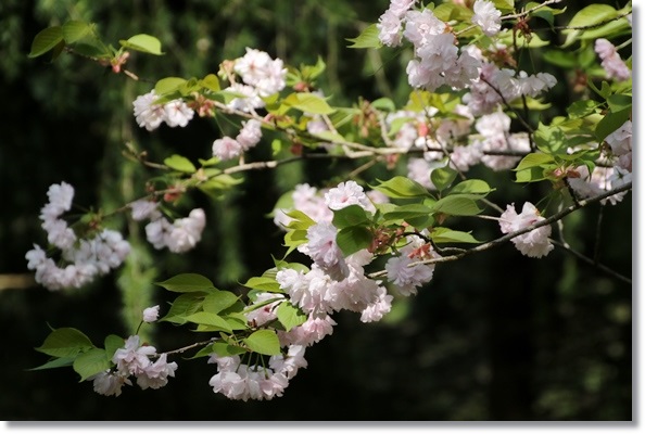 樹木公園-30 手毬-2 16.4.20