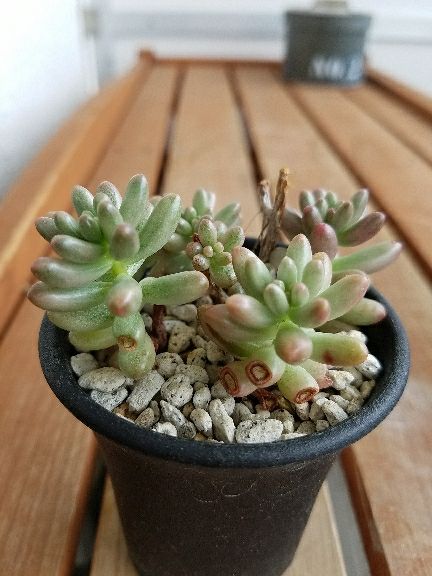 虹の玉、オーロラ、乙女心。夏の顔になってきたね。 | デルオの 虹の玉、オーロラ、乙女心。夏の顔になってきたね。 | デルオの