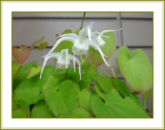 令和2年5月19日 八街碇草カモメが飛んだ歌詞楽し 花の歳時記 天南星の魅力 山野草 楽天ブログ 令和2年5月19日 八街碇草カモメが飛んだ歌詞楽し 花の歳時記 天南星の魅力 山野草 楽天ブログ