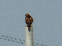 conv0380.JPG
