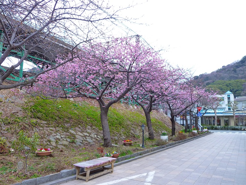 河津桜