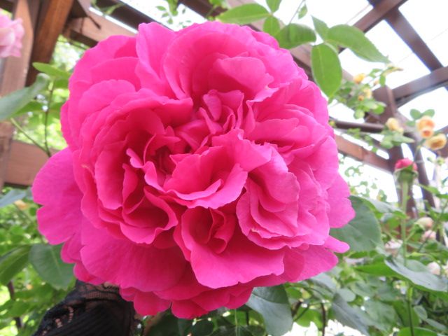 たおやかなイヴ品種のバラに魅せられて お迎えした苗たち ばぁばの薔薇の花園 楽天ブログ