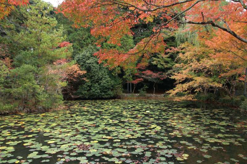 大原野神社_010.jpg