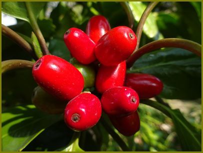 令和２年３月８日 青木の実真っ赤に熟れる鳥目線 花の歳時記 天南星の魅力 山野草 楽天ブログ
