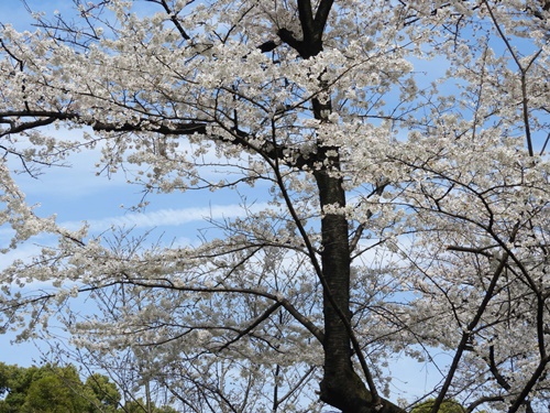 皇居東御苑